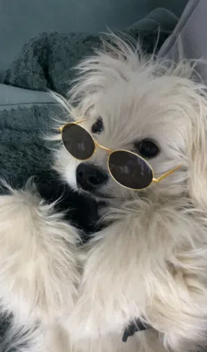 كلب مالتيز للبيع