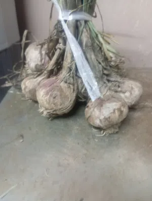 ثوم عماني درجة اولا