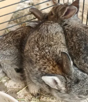 Rabbit browns الارانب اللوان البني