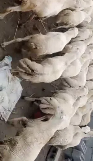 أغنام يمنية