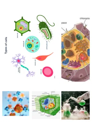 Biology and Chemistry teacher (English)