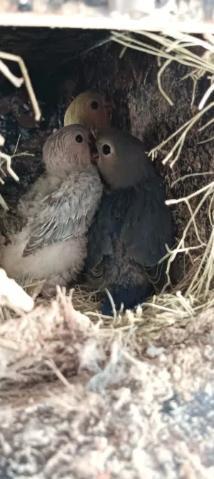 فروخ روز للبيع