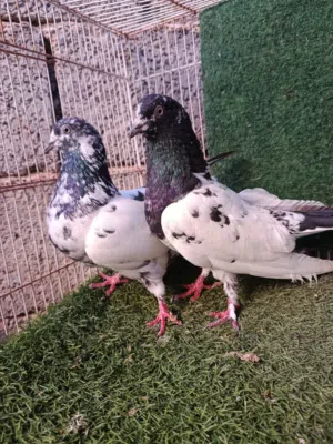 كوبيه بكستاني