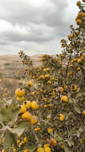 Mixed Use Land for Sale in Ramallah and Al-Bireh Mazri' Al-Nubani