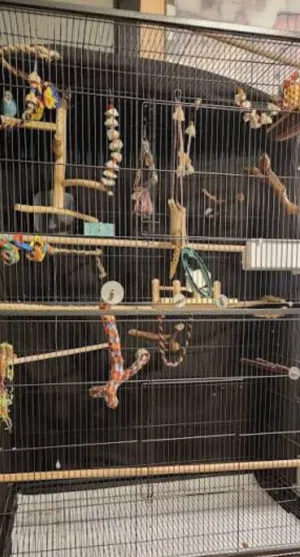 مهتم بتبنّي أي طائر يحتاج إلى منزل جديد.  open to adopt any bird that needs a new home