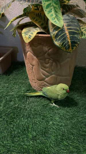 بغبغاء الدره اليف للبيع