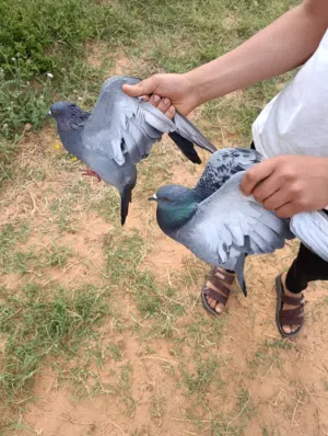 طيور حمام ربي يبارك المكان تاجوراء