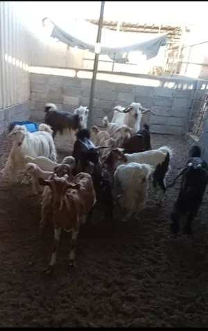 السلام عليكم ورحمة الله و بركاتو للبيع زربين  زرب غنم و زرب جاعد تابع الوصف و اذكر ربك