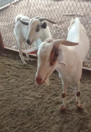 تيوس وجفاري وأغنام للبيع بمكه الحديبيه