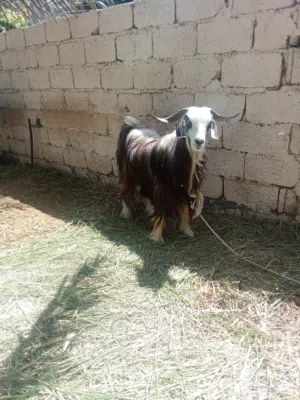 تيس مخصاي سمين