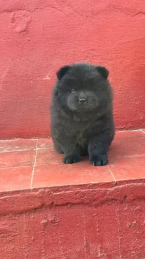 chow chow chiot age 45 jeur vaccine
