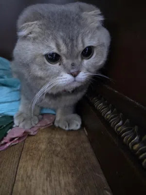 i want to sell my cat pure scottish fold male cat