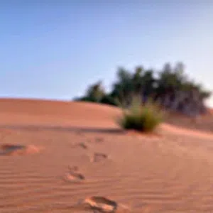 عبدالله 