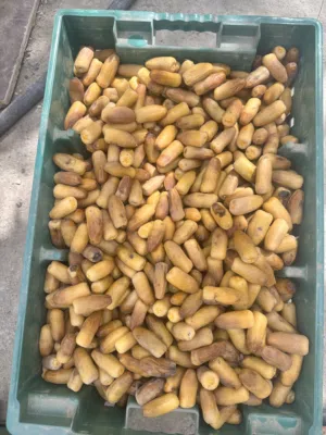 رطب ولاية نخل حجم كبير