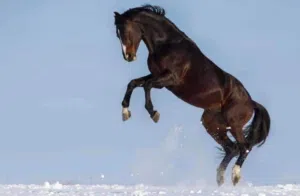 عبدالكريم ابو فواز 