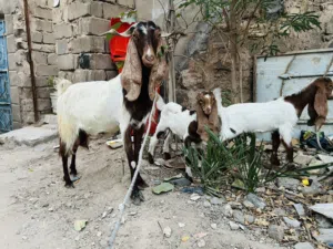 صخلة افغانية وراها توم