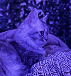 ملاك 