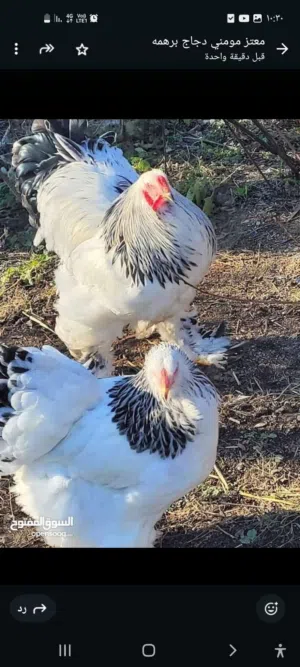 متاح بيض براهمي سوبر جامبو+بيض باكستاني مخصب ومكفول