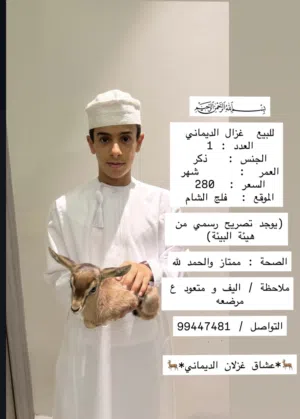 غزال الدماني للبيع