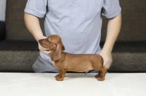 Dachshund female puppy