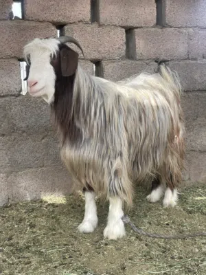 عيديه الي يدور العيديه النظيفه وتابع التفاصيل