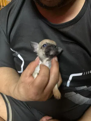 3teacup pure Chihuahua , 2 male 1 female