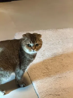 Chinchilla cat female