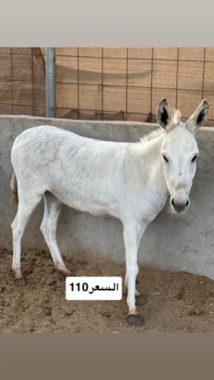 حمير للبيع صحتهن ممتاز