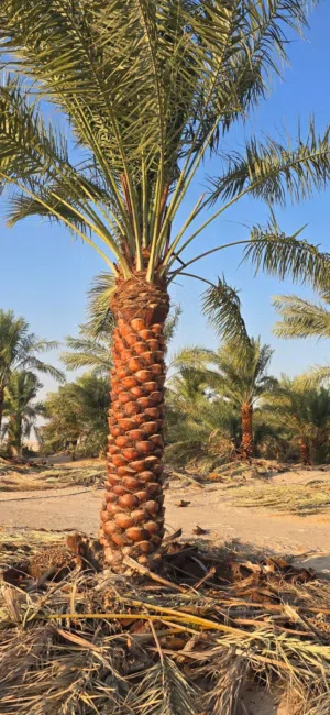 ابو شمر 