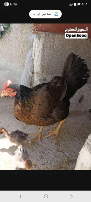دجاجه عربيه اصليه مطوكه وثوبه كلش حلو مال بيت معلوفه وجاهزه جدن جميله