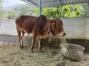 ثور للبيع .