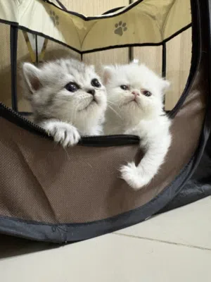 قطط جميلة و صغيرة و متنوعة الأشكال بريتش سكوتش British Scottish kitten with very beautiful colors