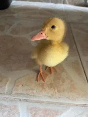 بط صغير أصفر