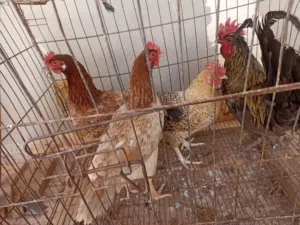 دجاج لاقوه الا بالله
