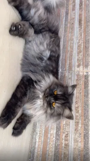 قط شيرازي انثى