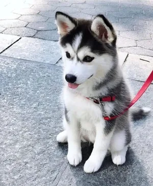 Siberian husky puppies