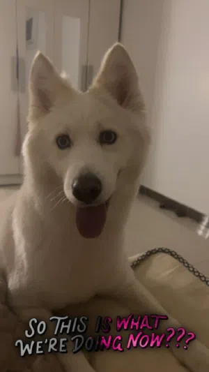 هاسكي للبيع