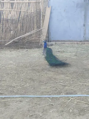 طاووس حيوان طائر