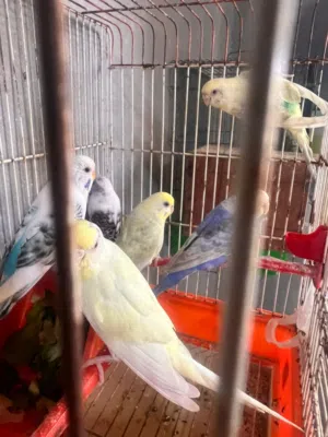 اناتي بقالينو