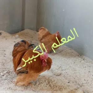 بيض دجاج كوشن