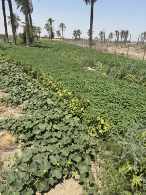 دونم زارعي يباع كامل 2.75 دونم