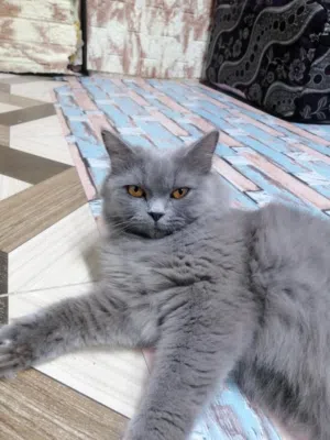 السلام عليكم قطه انثى للبيع العمر سنه وشهرين ملقحه سليمه خاليه من الامراض