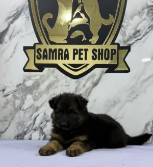 جيرمن شيبرد