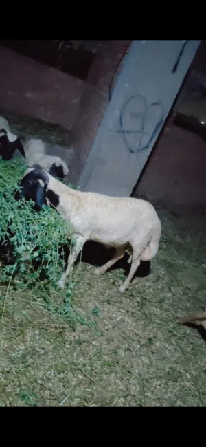 الاثنين 8 من ذو الحجه1447 دكر أوسيمي للاضحيه ماشاء الله معلوف حته لحمه سوبر خروف بلدي لبانه 9 شهور