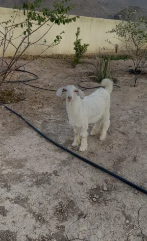 صخل من حلال الجواميد