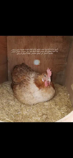 للبيع دجاجه فرنسية سوبر جامبو