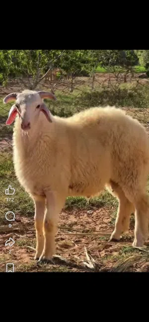 حولى درجة ربي يبارك و الباهى حقه فيه