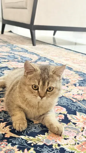 قطة للبيع 30ريال