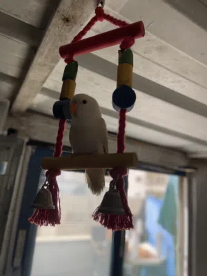 فرخ روز اليف طعمت يد مفطوم