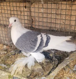 Pigeons0